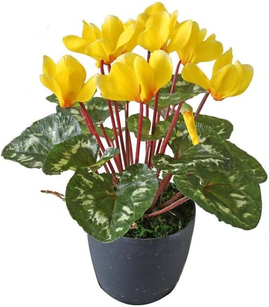 Non GMO light yellow cyclamen seeds for gardening