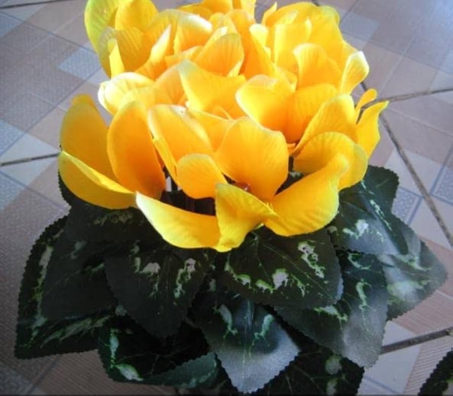 Light yellow cyclamen seeds for planting