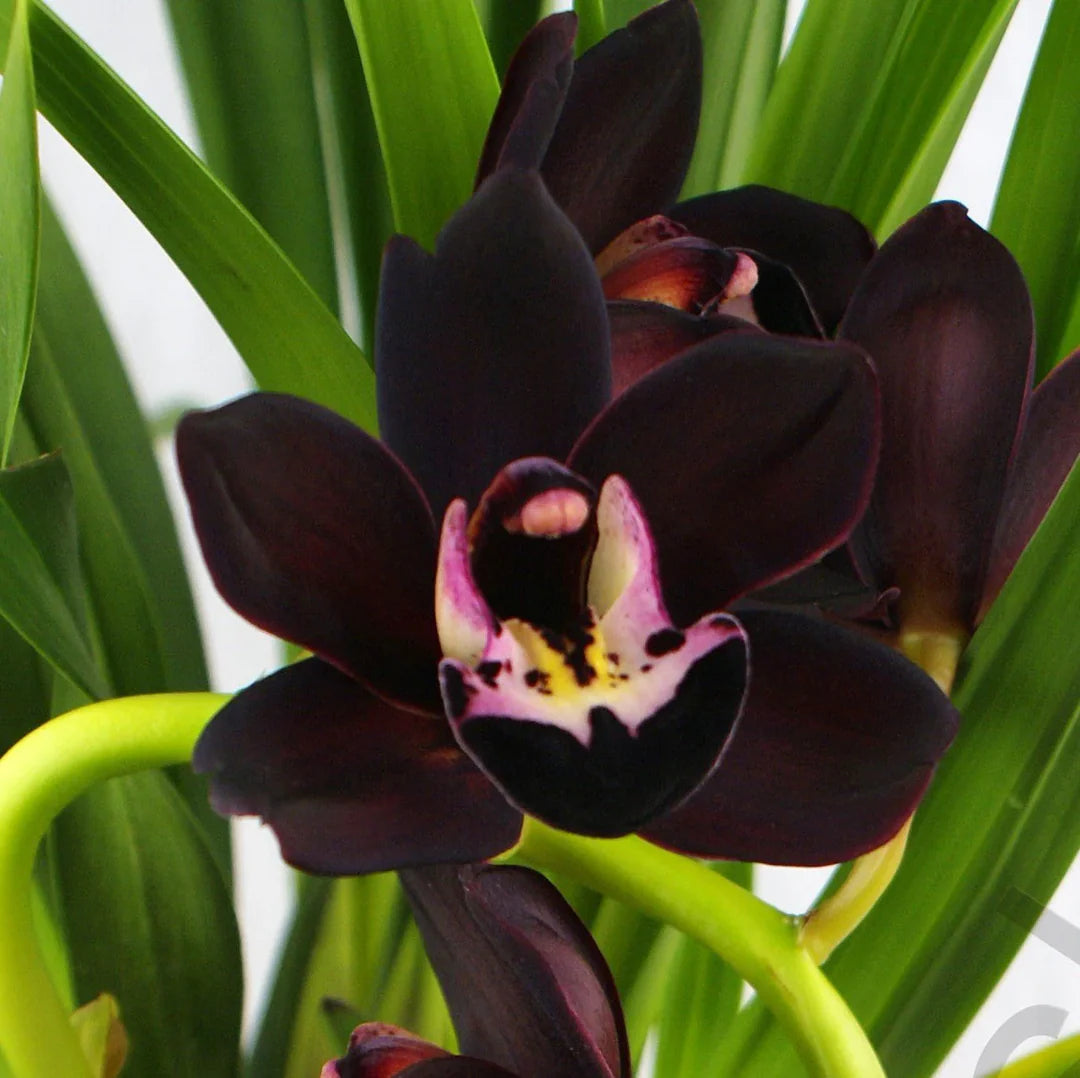 Ornamental Cymbidium Faberi Black orchid plant