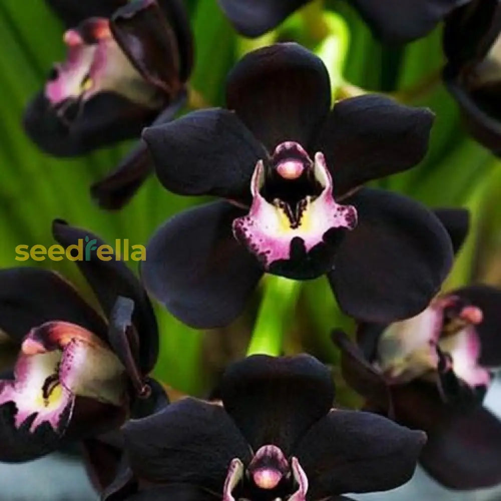 Cymbidium Faberi Black seeds for easy planting