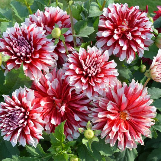 Dahlia Flower Seeds For Planting: Vibrant Red & Soothing White