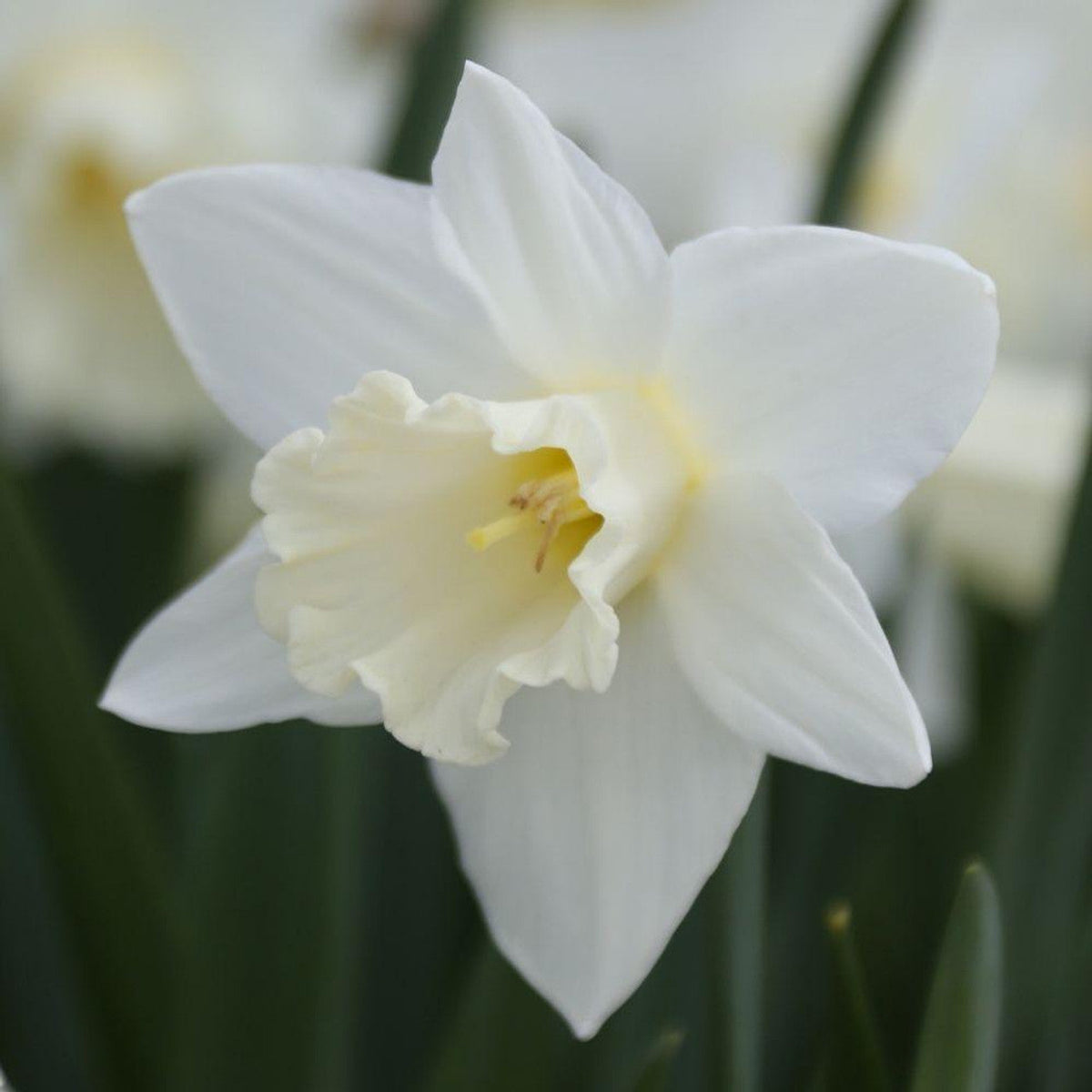 Daffodil (Daffodil Flower) seeds for planting in home garden