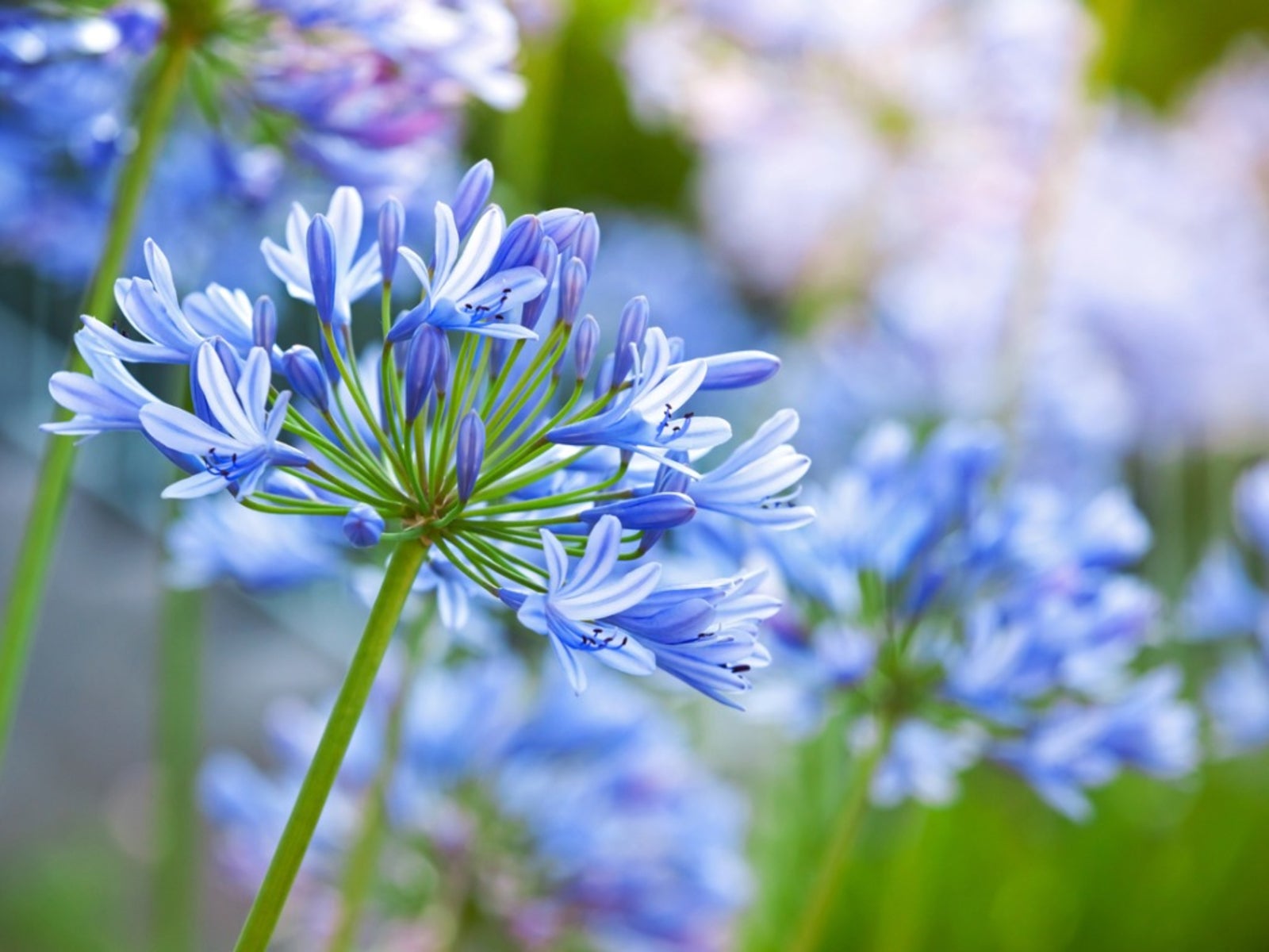 Agapanthus Flower Seeds For Exotic Gardens - Majestic Blooms & Ground Cover