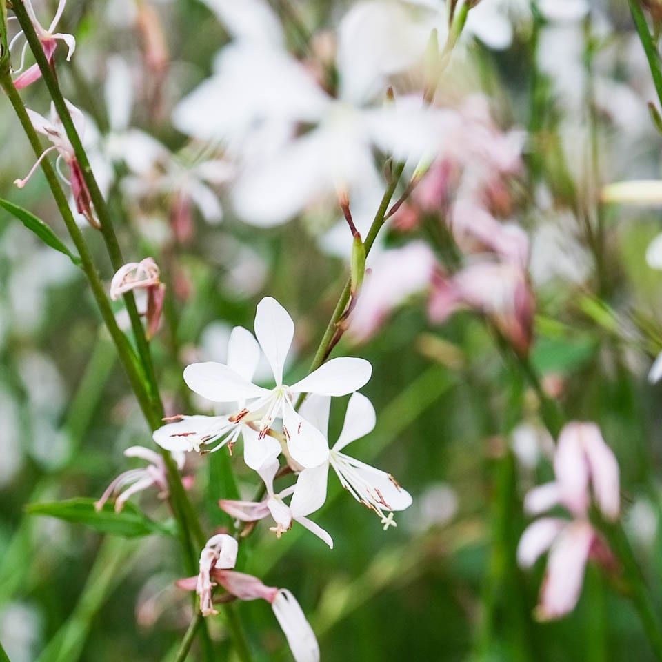 White Gaura Flower seeds for Planting - Garden Favorite, Heirloom & GMO Free Seeds for Home Garden
 
 Sale for planting in home garden