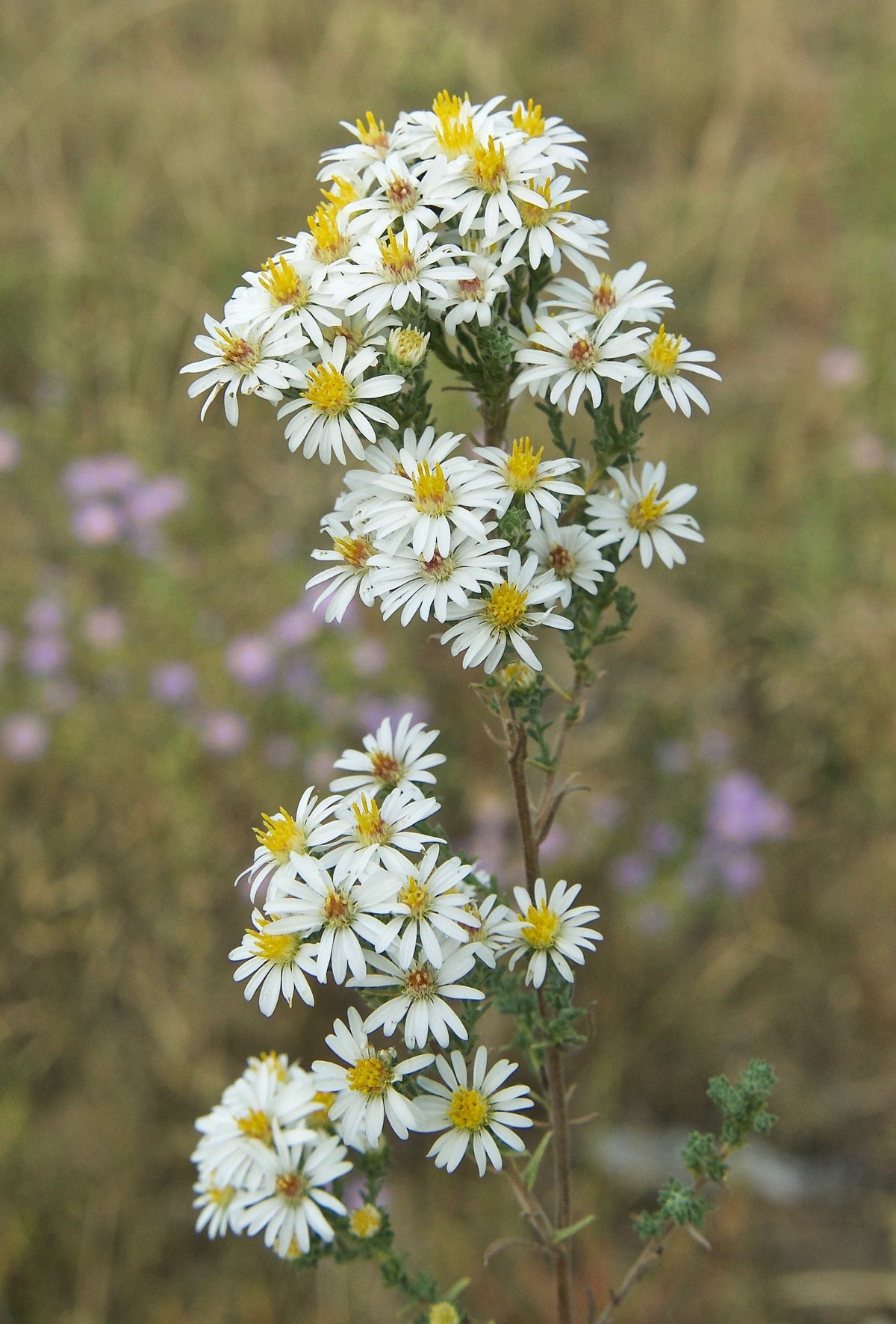 White Prairie Aster Flower seeds for Planting - Cut Flower Favorite, Heirloom & GMO Free Seeds for Home Garden
 
 Sale seeds for home garden