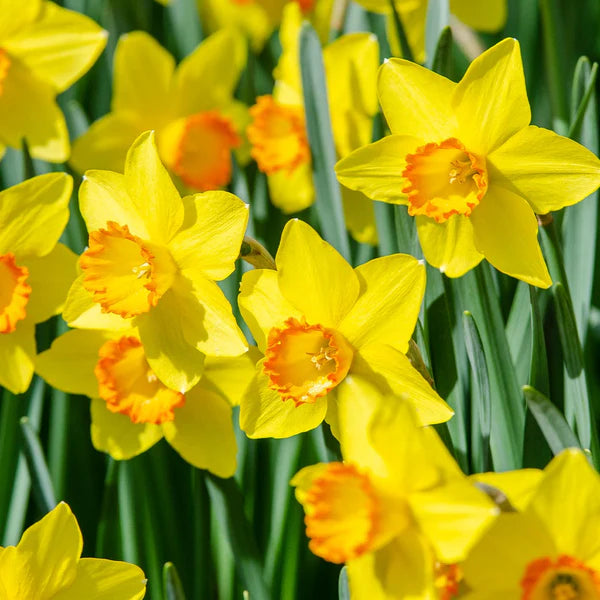 Mixed flowering daffodil seeds for gardens