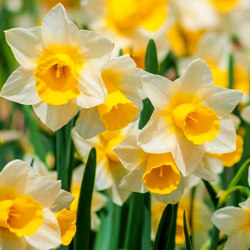 Non GMO daffodil high quality seeds for gardening
