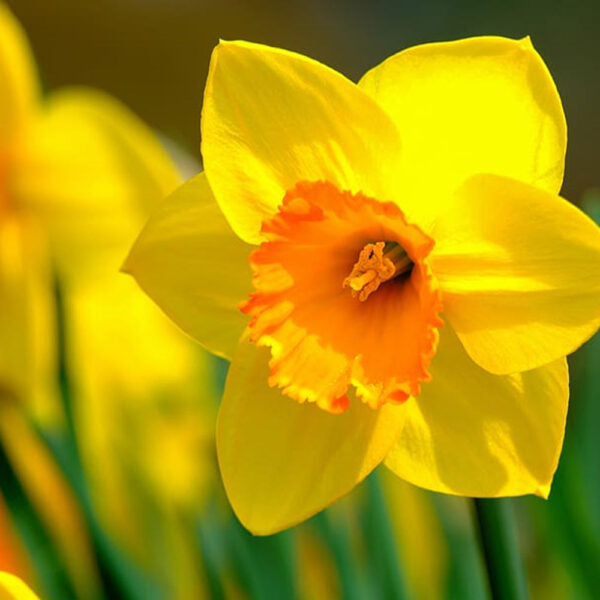 Premium daffodil seeds for spring blooms planting