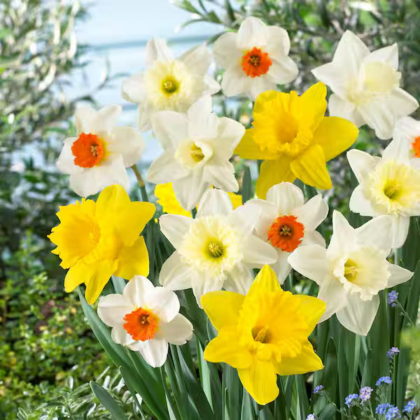 Daffodil Seeds for Planting in Spring
