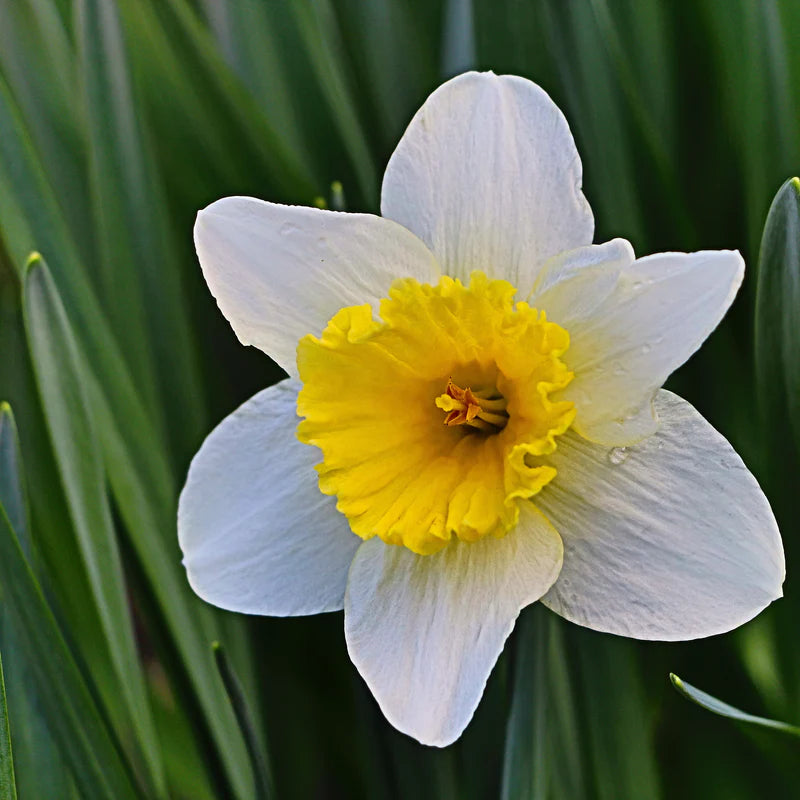 Premium White Daffodils flower seeds for easy planting
