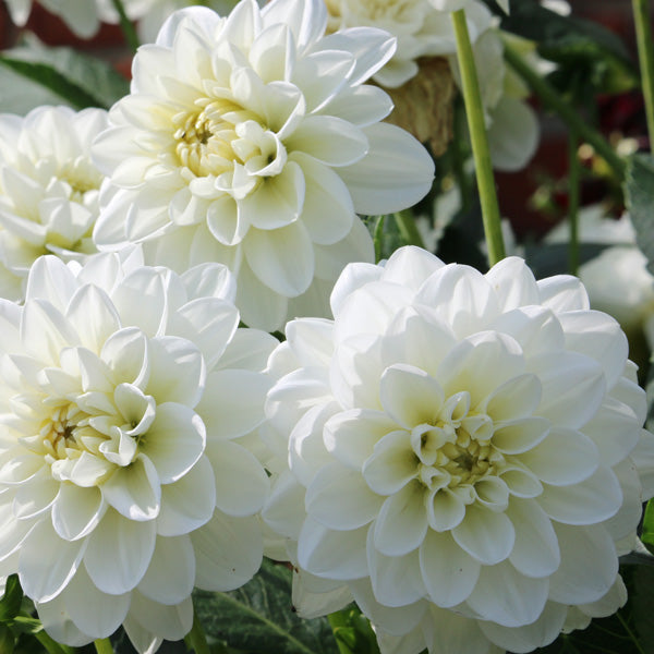 Classic White Dahlia Flower Seeds For Elegant & Timeless Planting