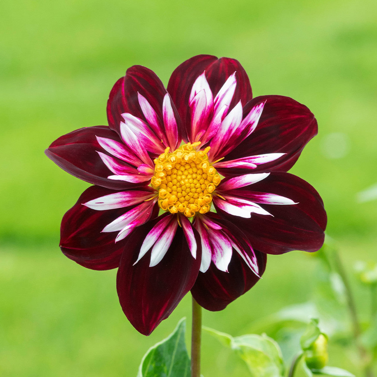 dahlia-night-butterfly-plant