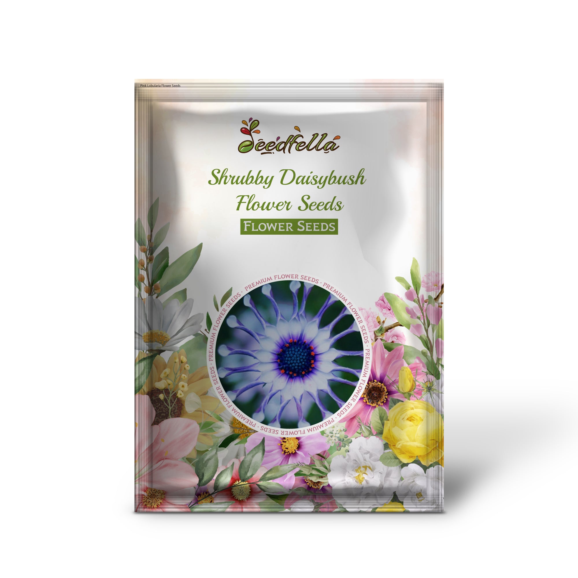 Vibrant bloom Daisybush garden seeds for outdoor planting