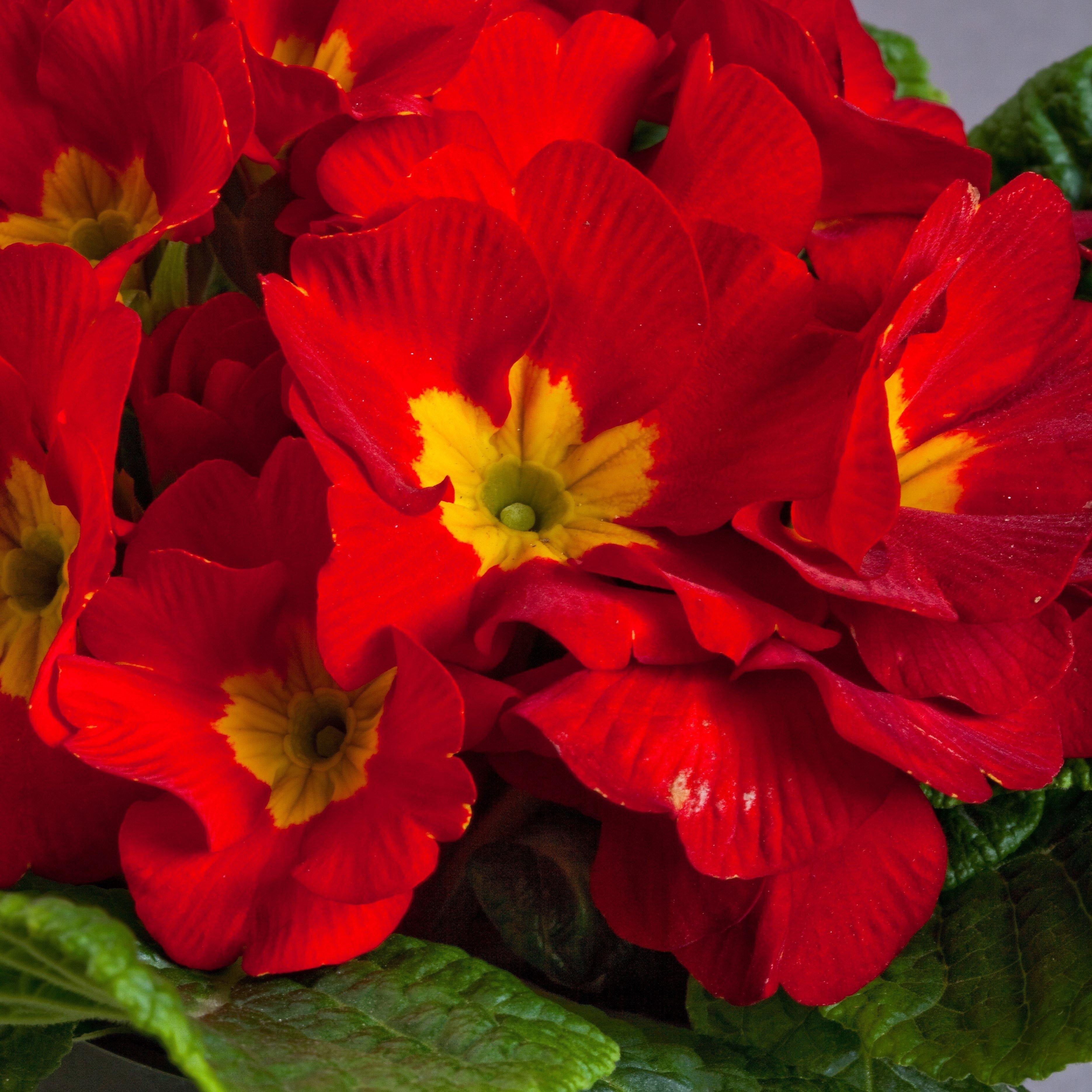 Yellow Red Danova Copper seeds for planting