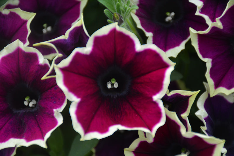 Dark Purple Magenta Petunia in hanging basket