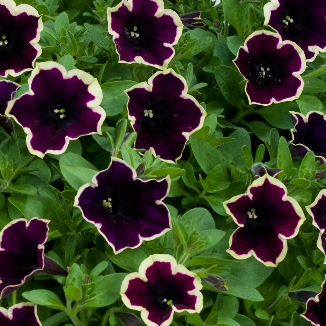Non GMO Dark Purple Magenta Petunia seeds