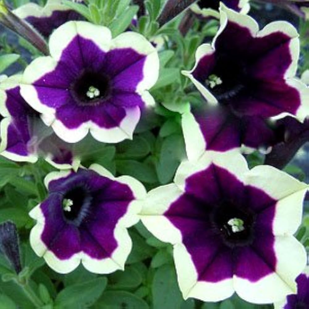 Dark Purple Magenta Petunia seeds for planting