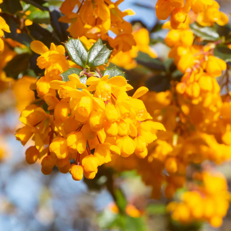 Yellow Darwinii flowering seeds for gardening