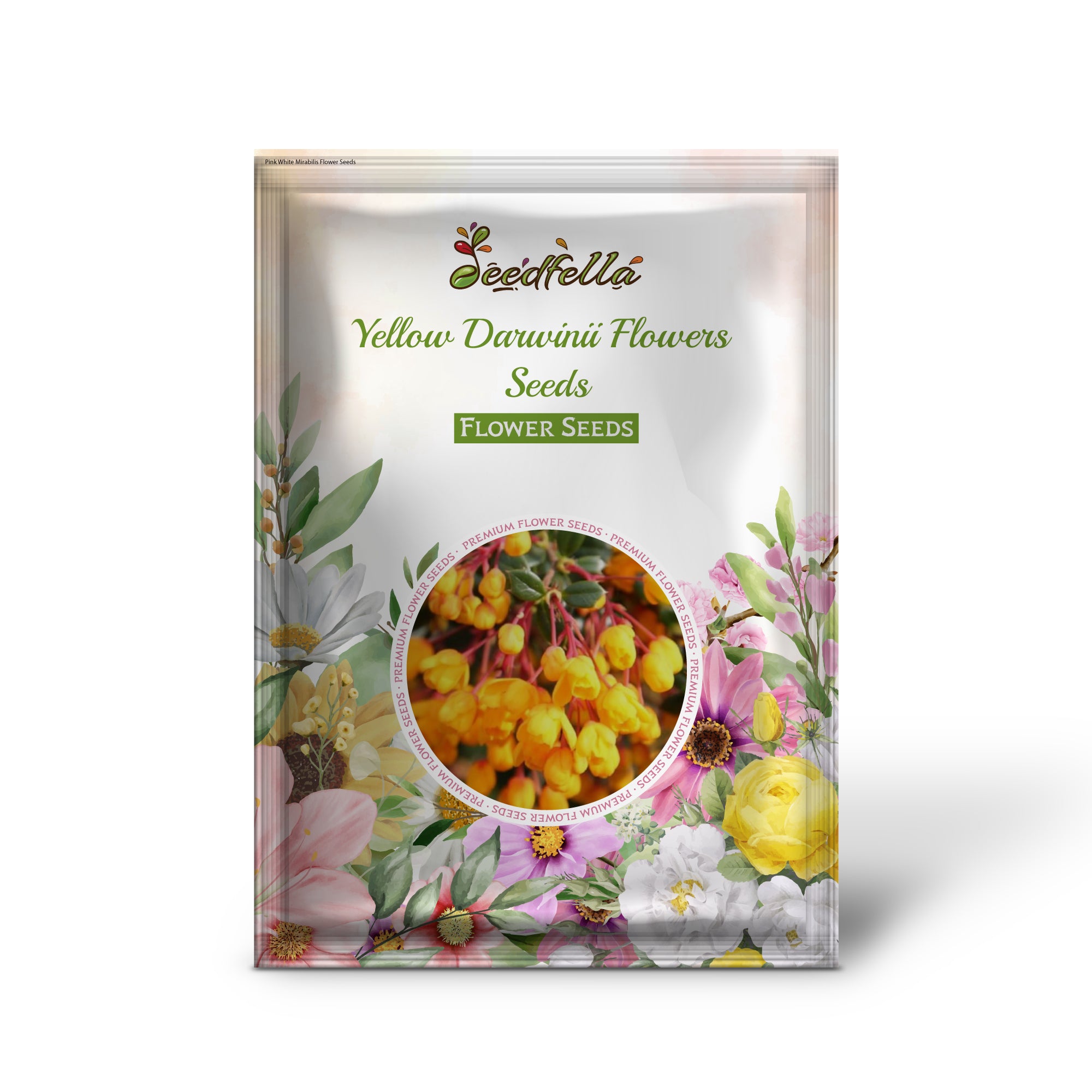 Yellow Darwinii garden seeds for outdoor planting