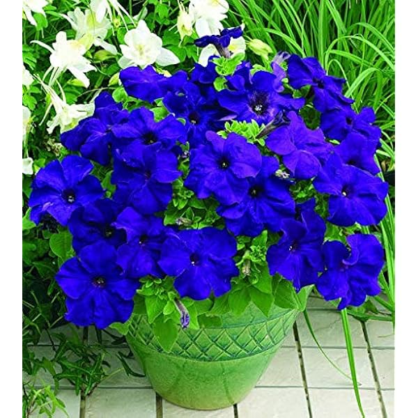Vibrant Deep Blue Petunia Garden Blooms