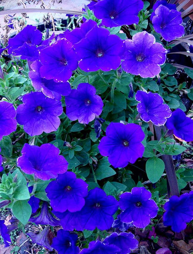 Hanging Basket Deep Blue Petunia Flowers