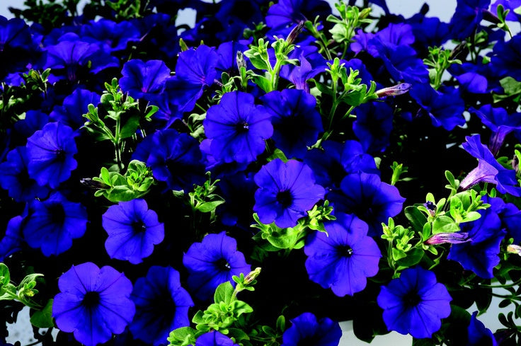 Deep Blue Petunia Flower Seeds for Planting