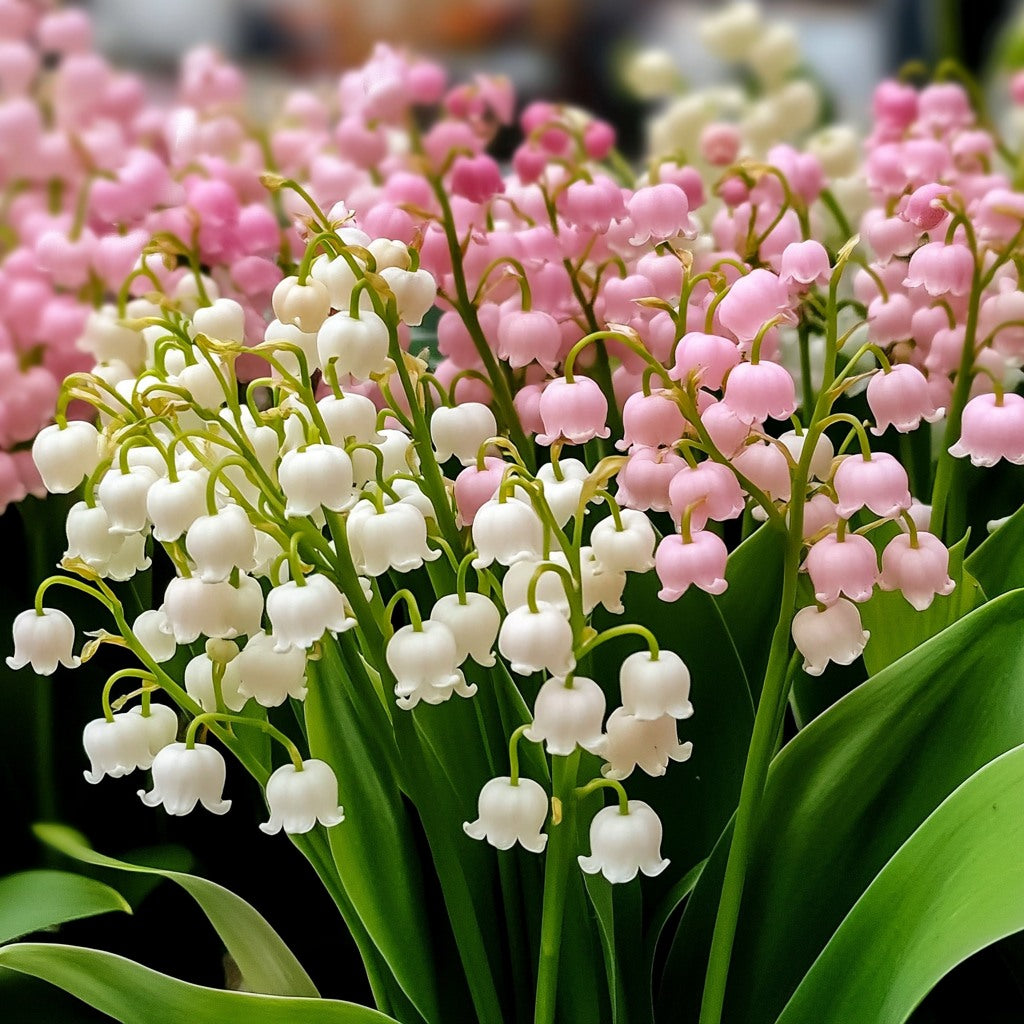 Pink Bell Orchid Seeds For Planting Flower