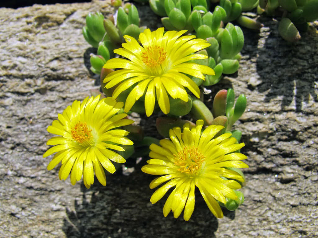 Non GMO Yellow Delosperma seeds