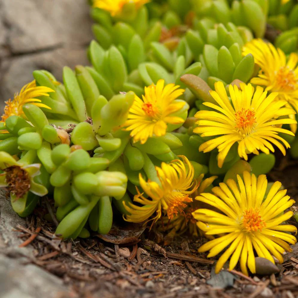 Ornamental Yellow Delosperma seeds for landscapes