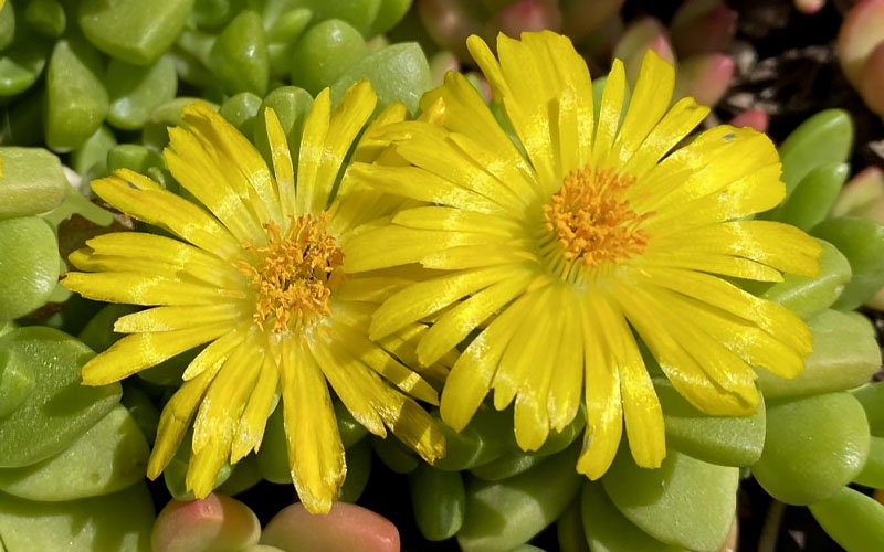 Yellow Delosperma Nubigenum seeds for planting