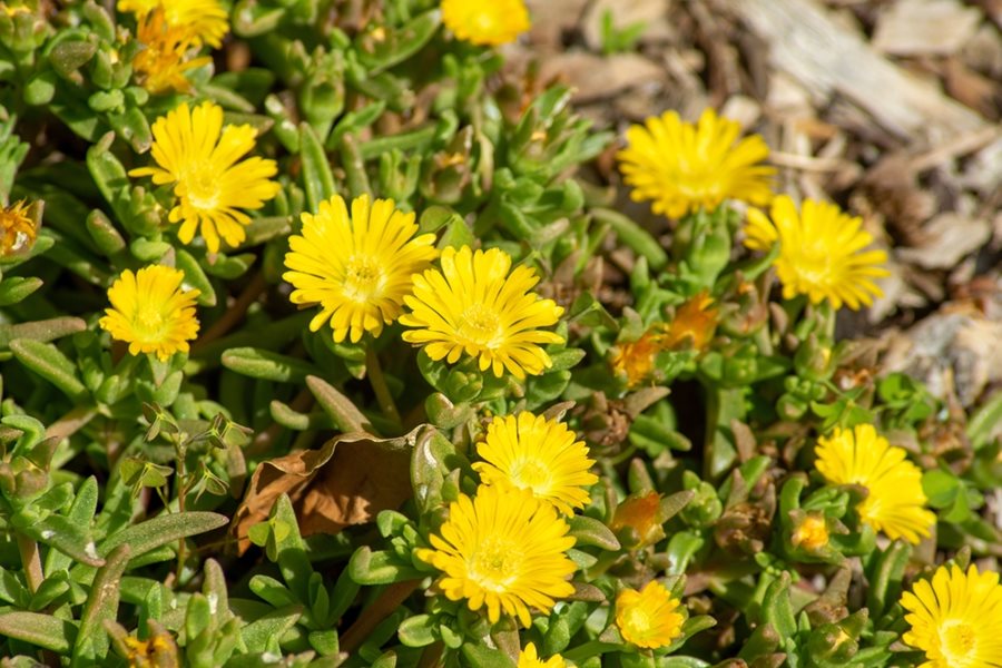 Yellow Delosperma flowering seeds for gardens