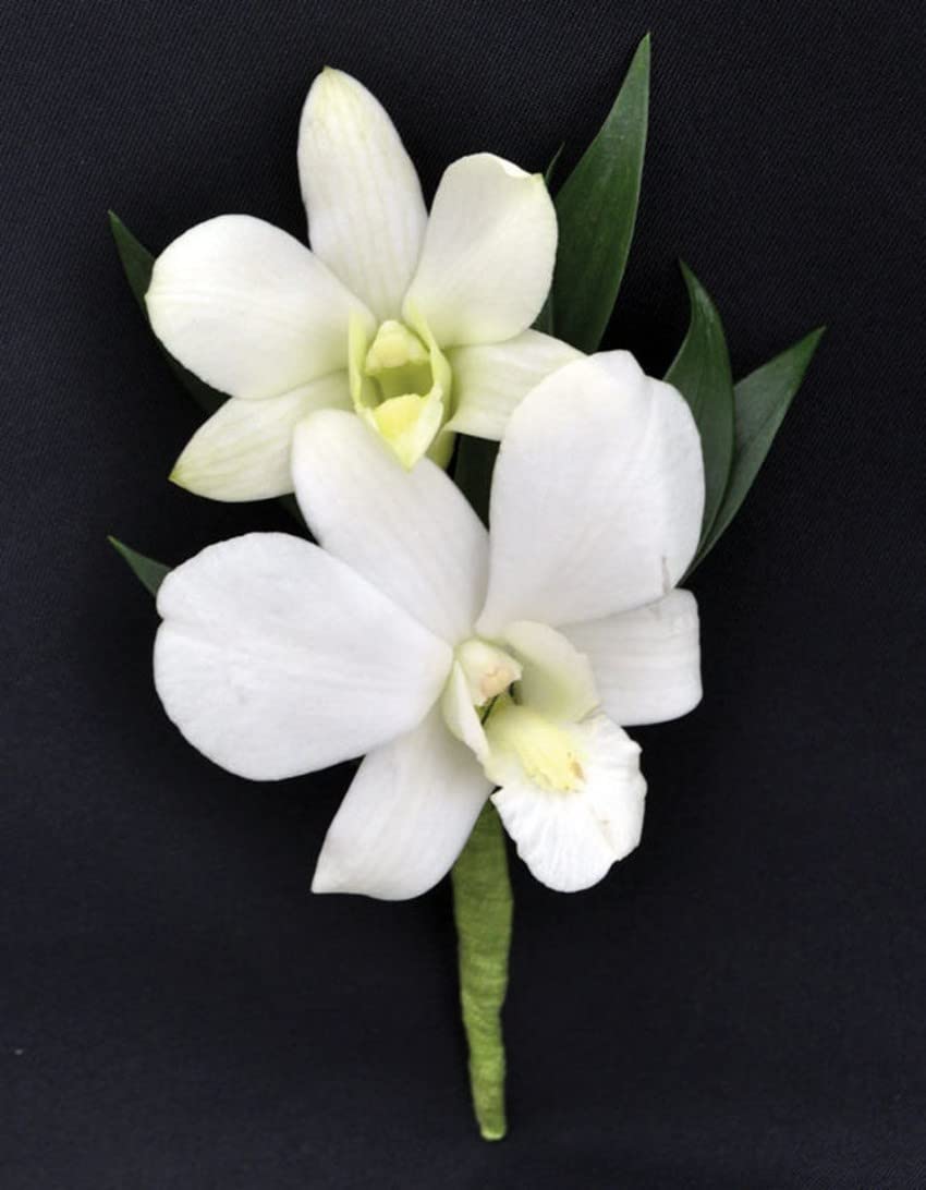 Non GMO white Dendrobium orchid seeds