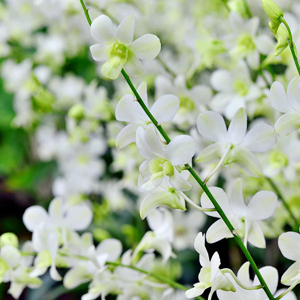 White Dendrobium seeds for planting