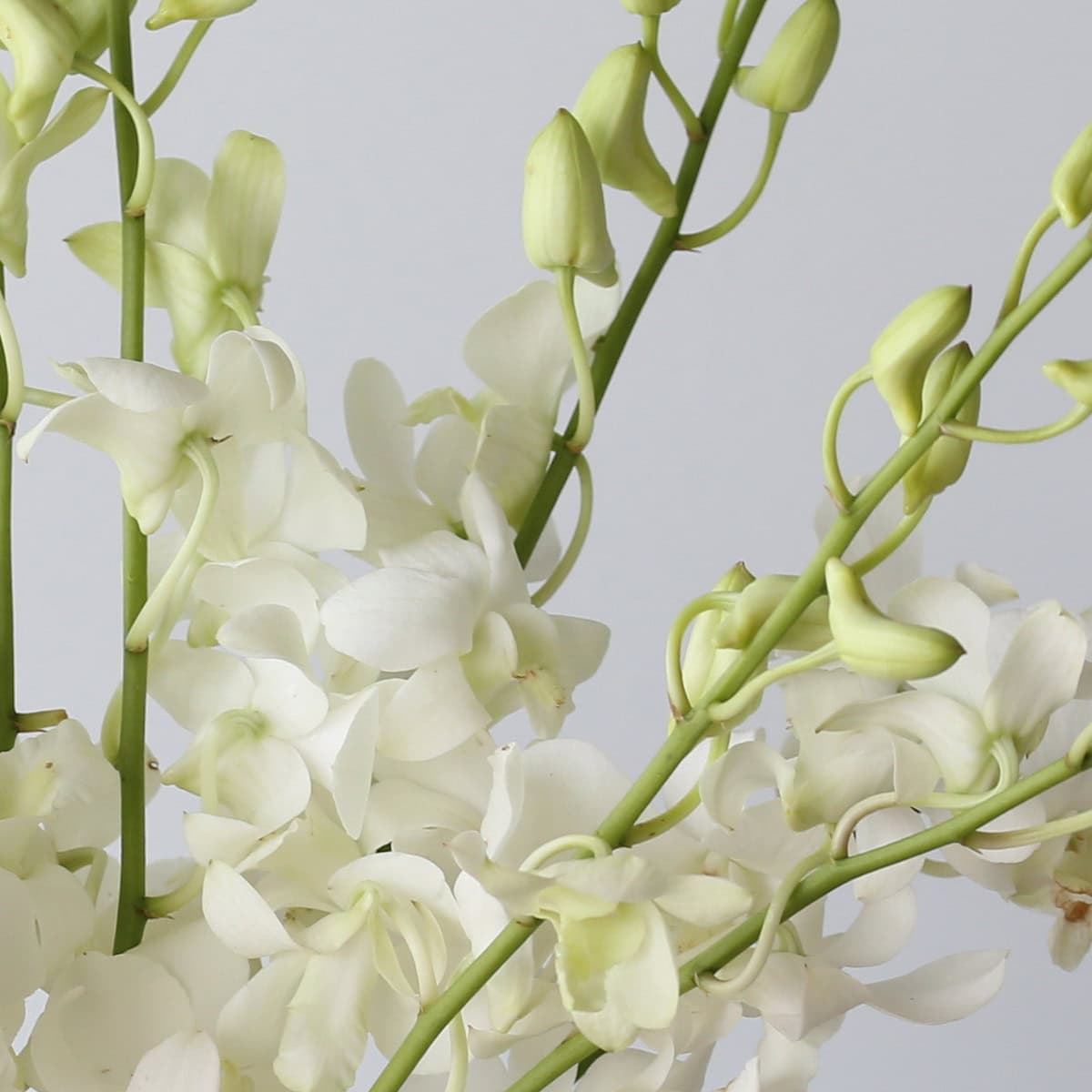 White orchid Dendrobium flowering seeds