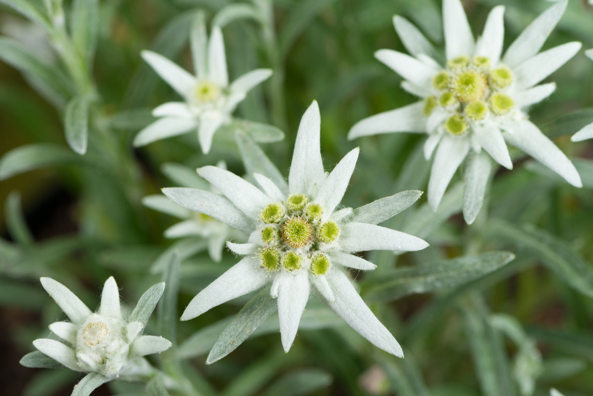 Edelweiss (Edelweiss Flower) seeds for planting in home garden