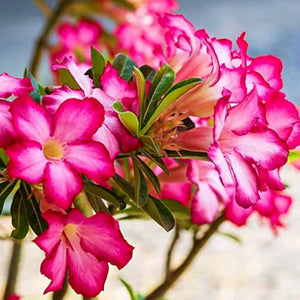 Desert Rose Mix Seeds – Rare Rose Daisy Cosmo Blooms