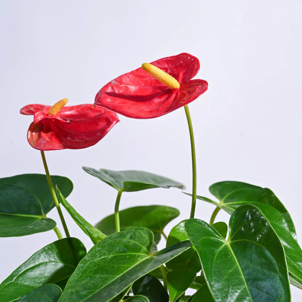 Anthurium Linden Seeds For Planting - Bold Red Blooms To Enhance Your Space