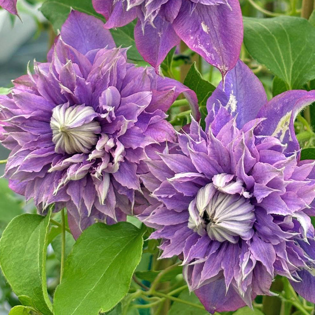 Clematis (Clematis Flower) seeds for planting in home garden
