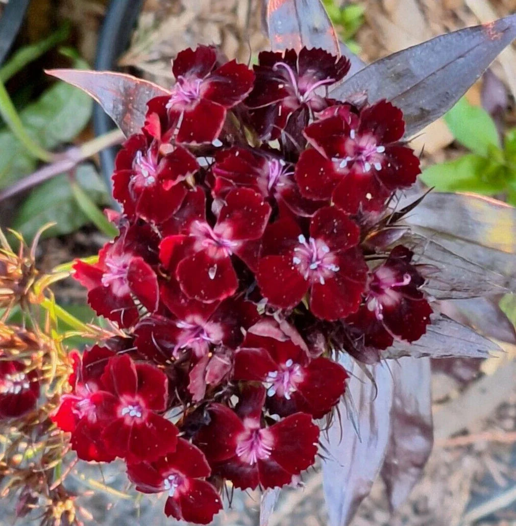 Maroon Dianthus flowering seeds for gardens