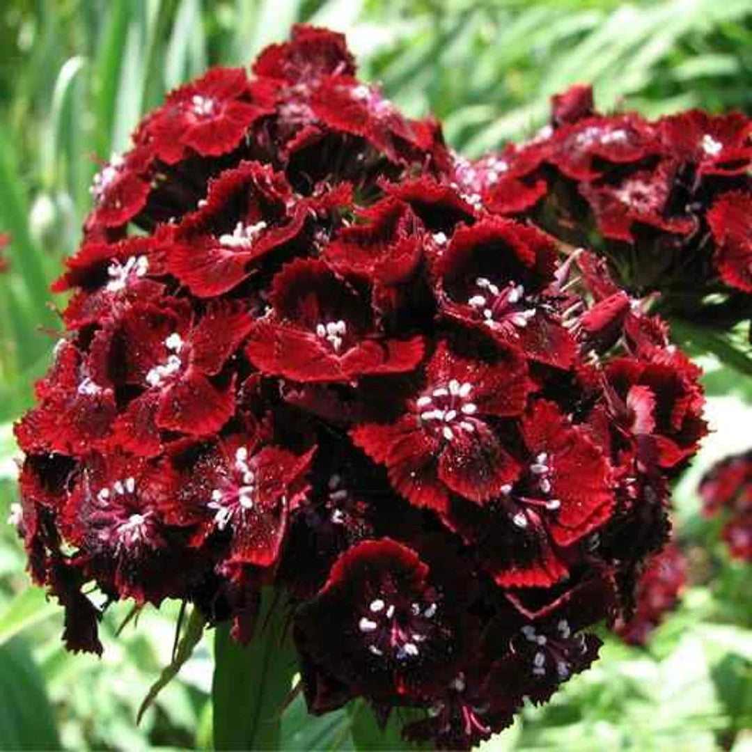 Non GMO Maroon Dianthus seeds