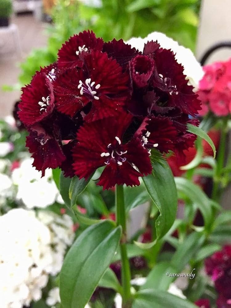 Maroon Dianthus seeds for planting