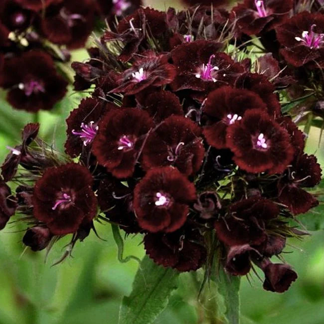 Maroon William Dianthus Flower seeds for Planting - Premium Quality, Heirloom & GMO Free Seeds for Home Garden
 
 Sale seeds for planting in home garden