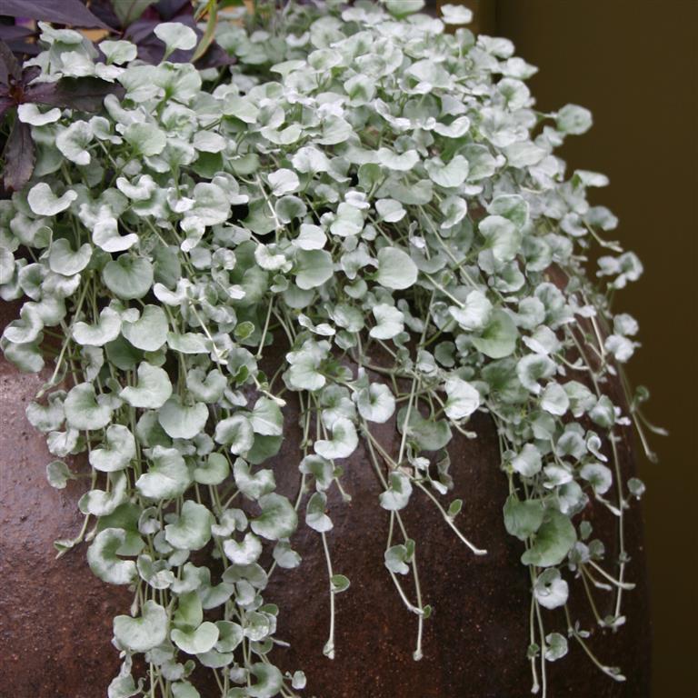 Non-GMO heirloom Dichondra Silver Falls seeds