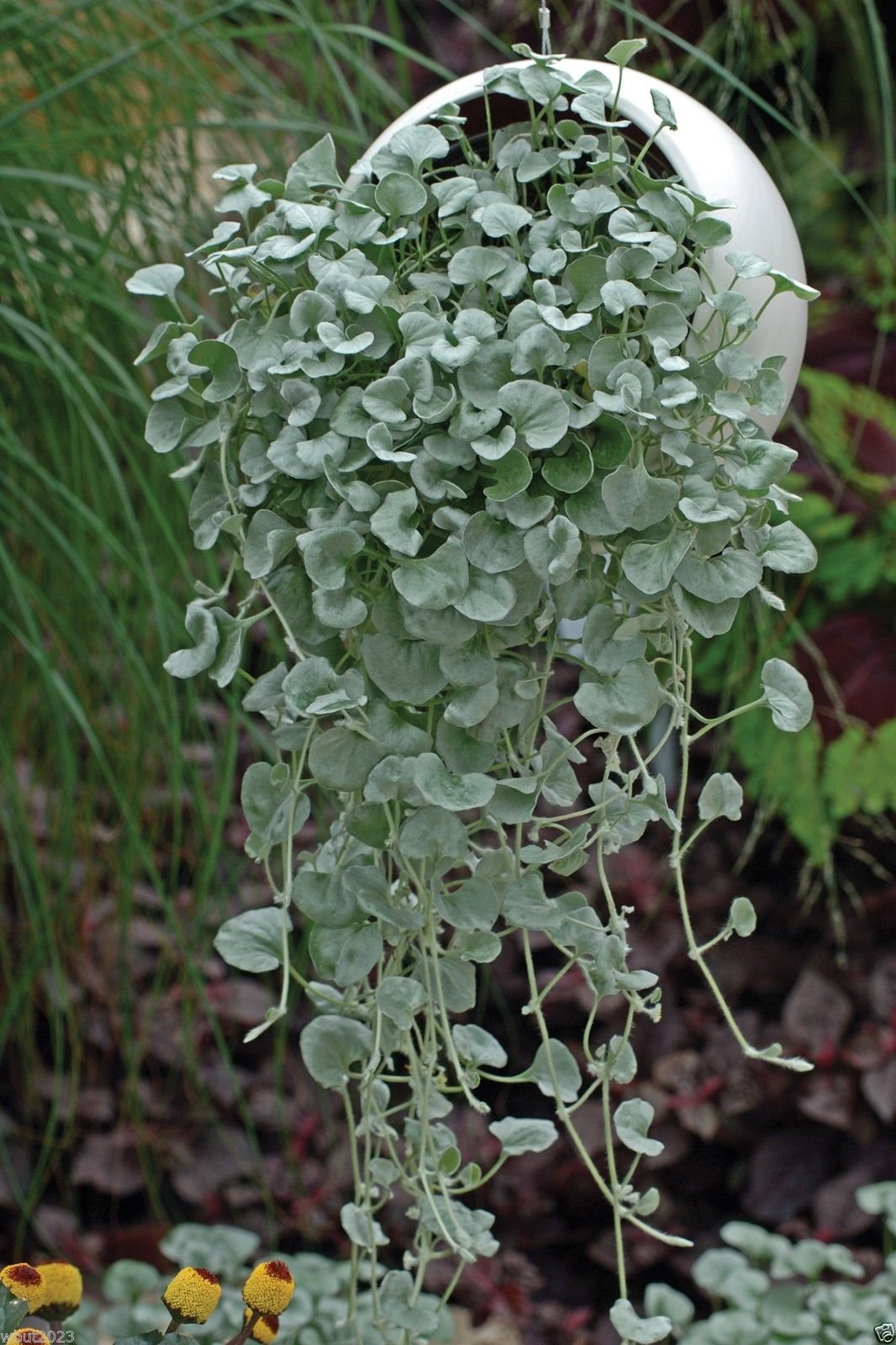 Silver Falls Dichondra trailing foliage