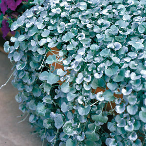 Silver Plant Seeds For Planting: Shimmering Beauty Your Garden!