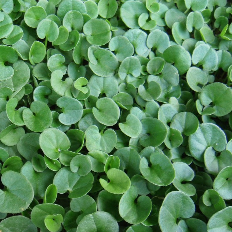 Dichondra Repen Flower seeds for Planting Low Maintenance Heirloom & GMO Free Seeds for Home Garden 
 
 Sale for planting in home garden