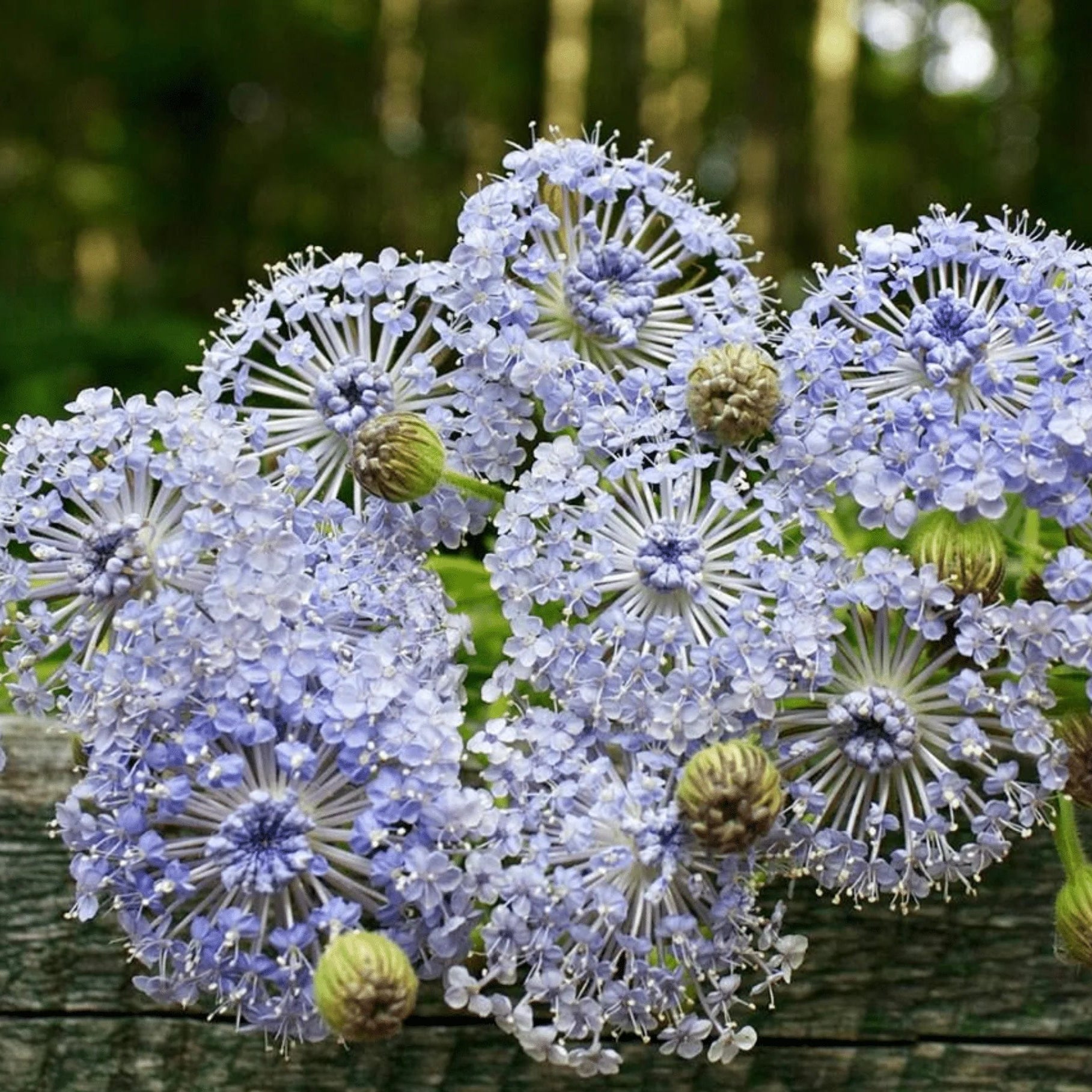 Blue Didiscus flowering seeds for gardens