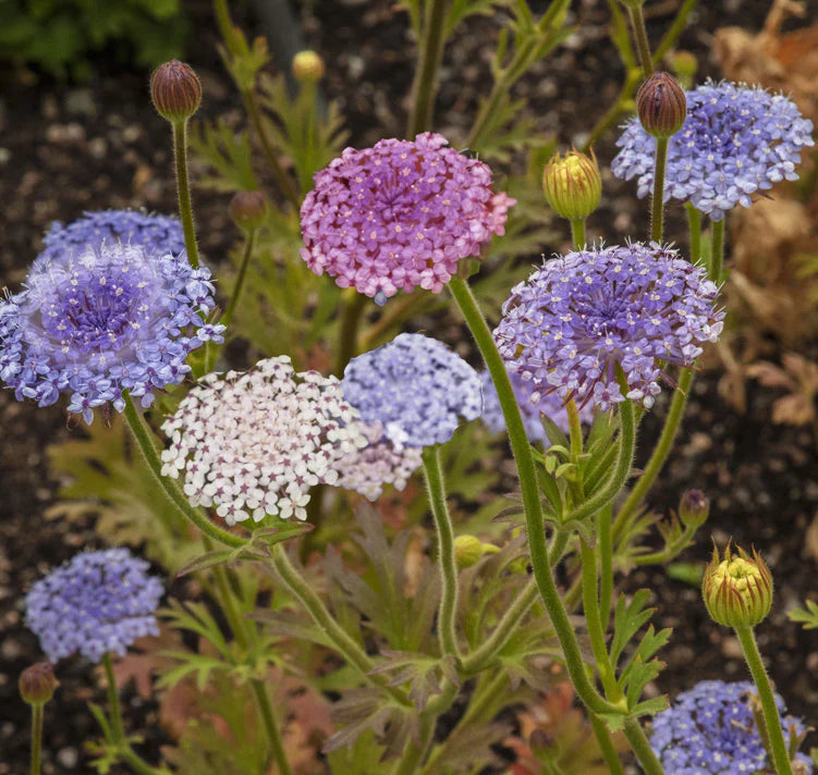 Ornamental blue Didiscus seeds for landscapes