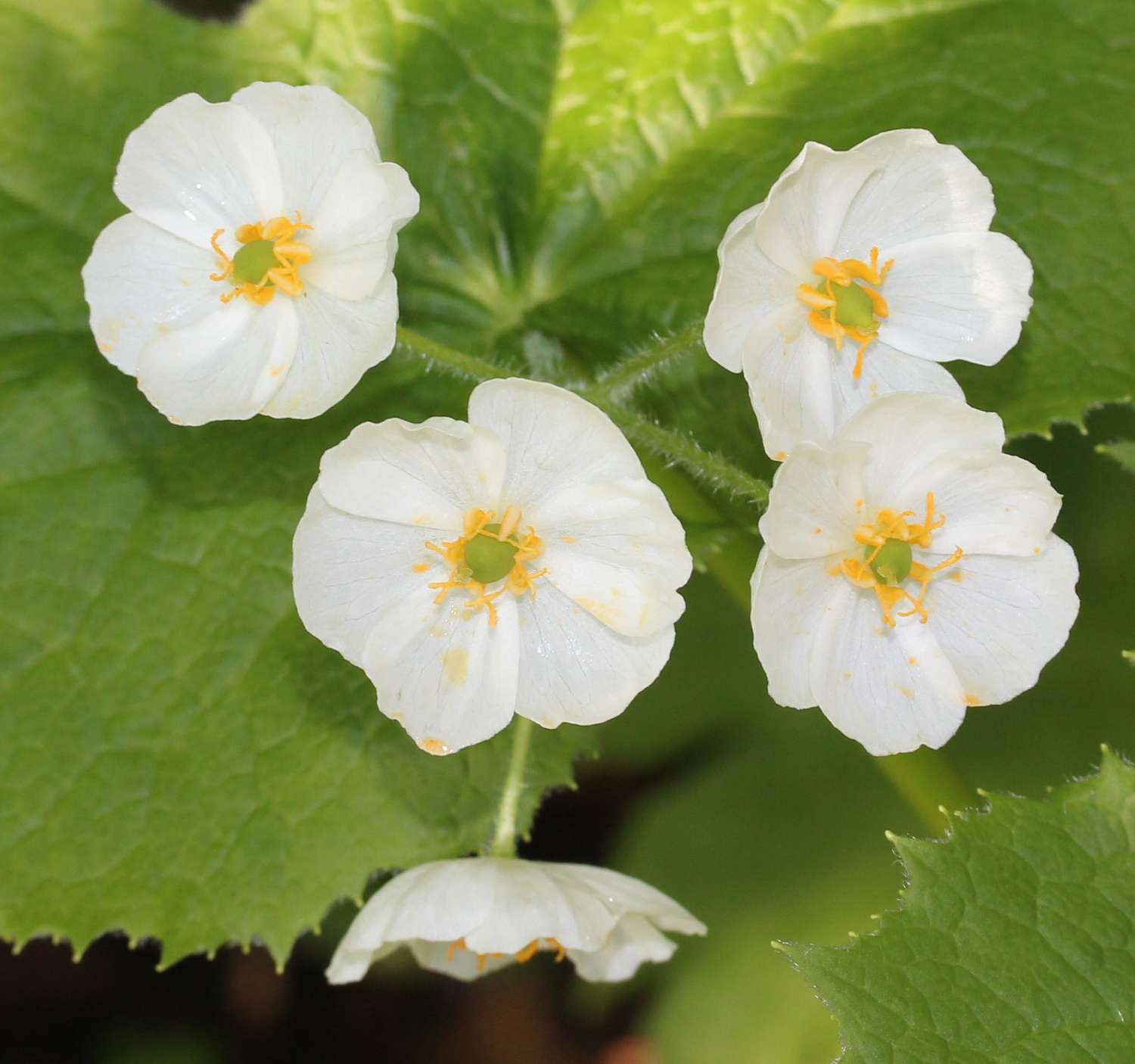 Transparent Skeleton Flower Seeds - Diphylleia Grayi for Unique Gardens