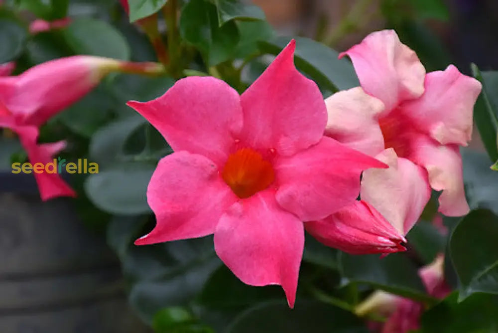 Non GMO Dipladenia Sanderi seeds for gardening